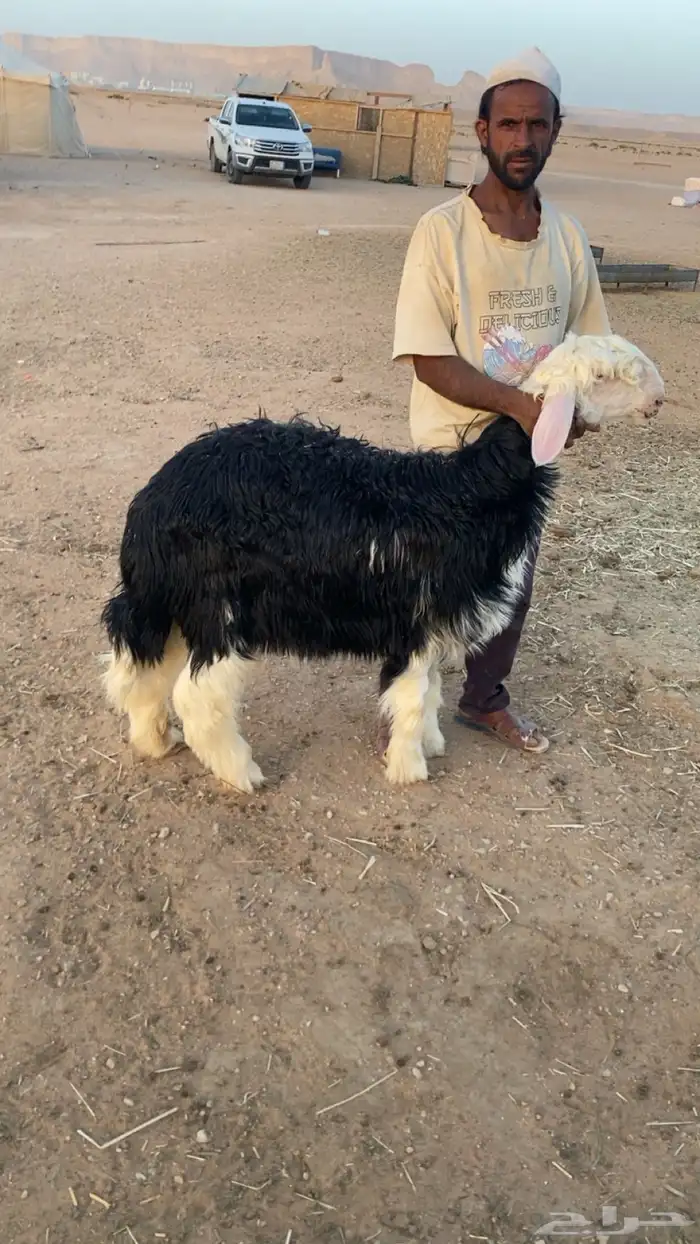 رخل نجديه. جذعه تم البيع 0