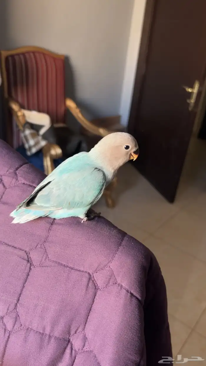 روز أليف(  تم البيع  ) 2