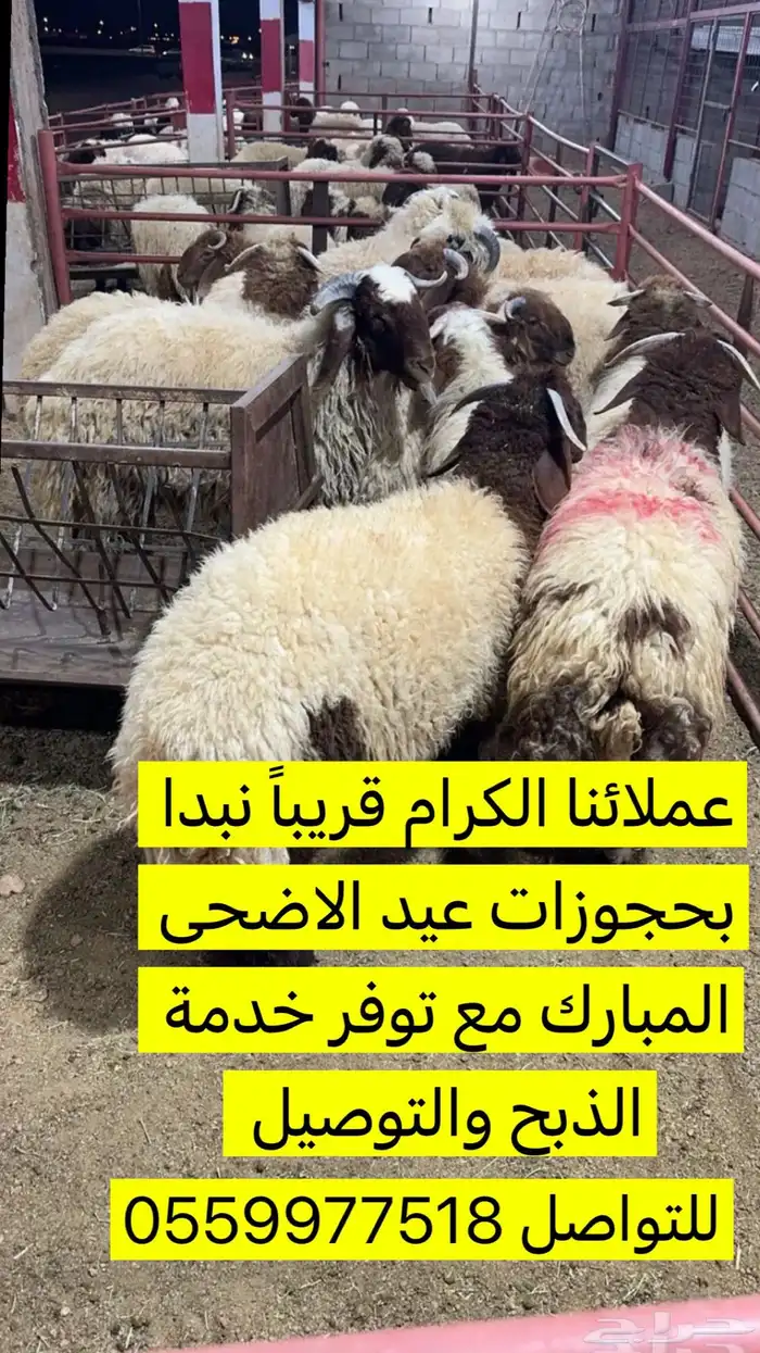 طليان نعيم 0