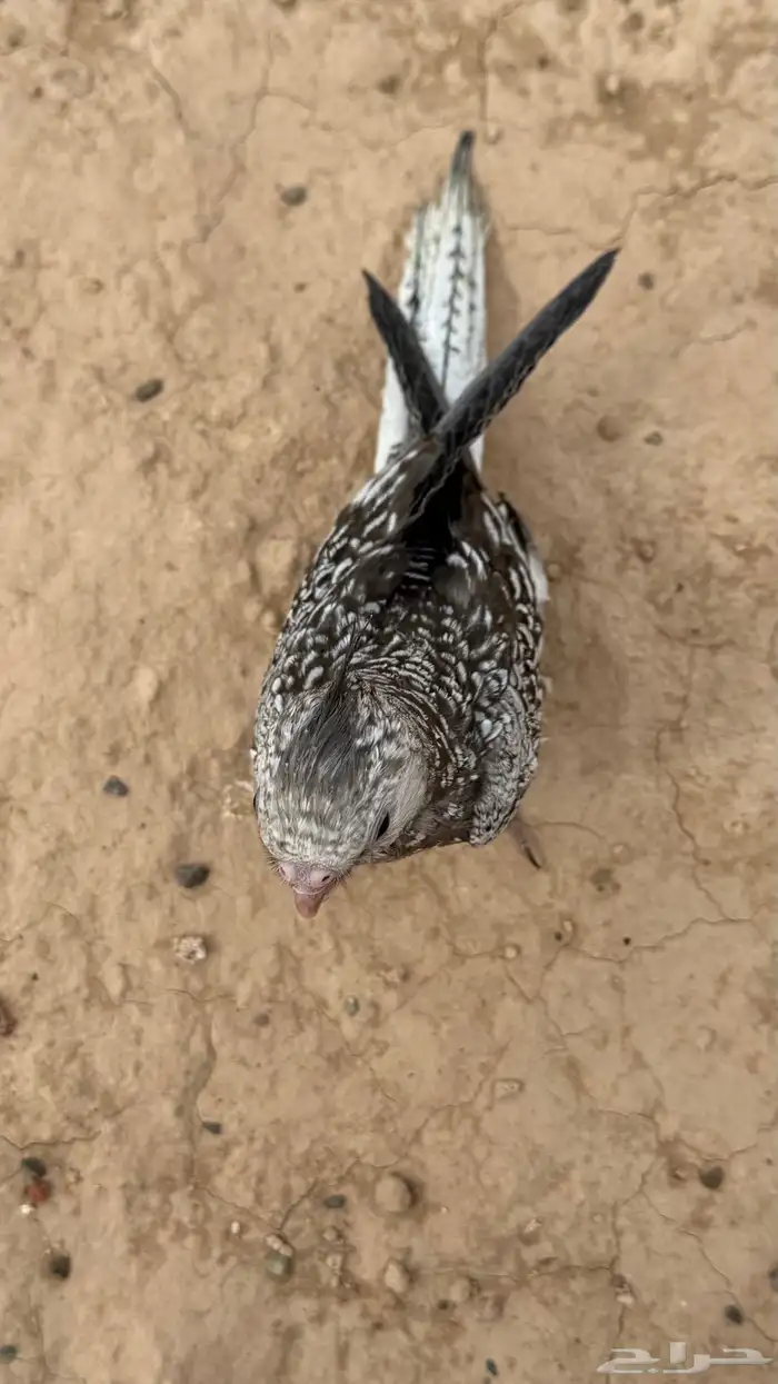كروان مفقود بحي الجرف 1
