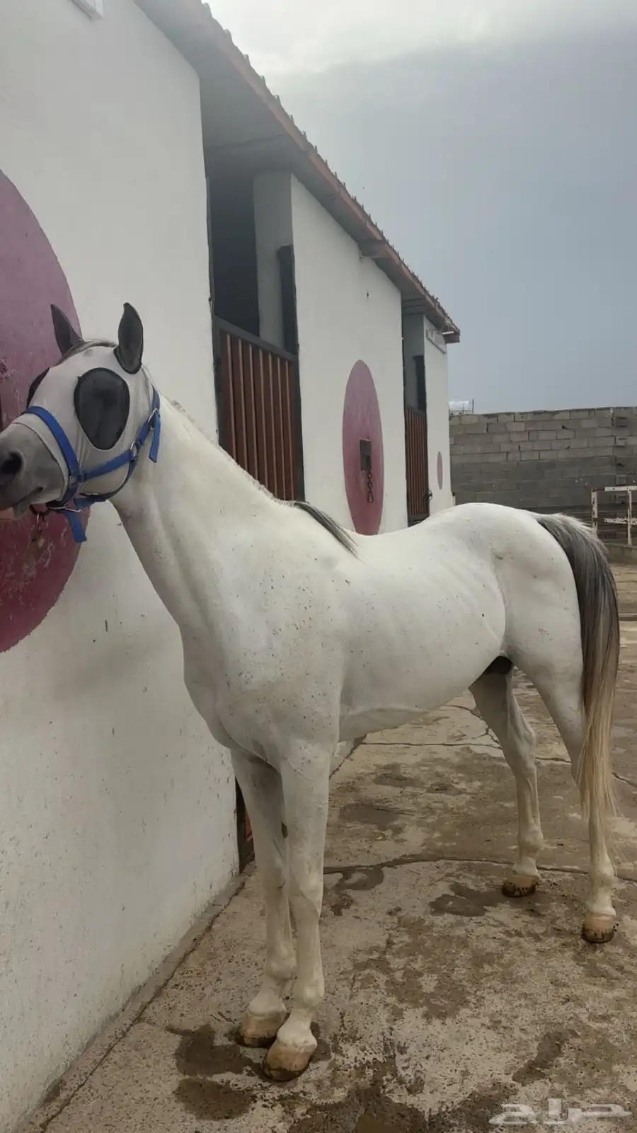 خيل من نوادر الشعبية بطل بطل بطل 1