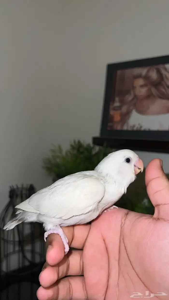 روز نهايه غر يقبل غر بشراهه 2