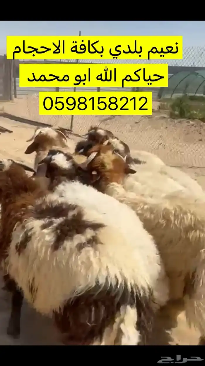 ذبائح طيبه ولله الحمد لدينا نعيم ونجدي الدمام الظهران الخبر 1