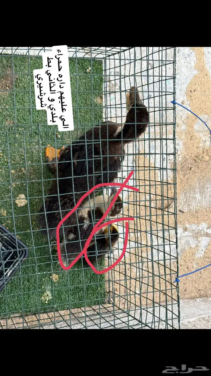 زوج بط للبيع مع كتاكيت 4