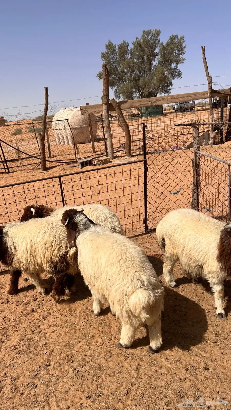 خرفان نعيمي تم البيع 0