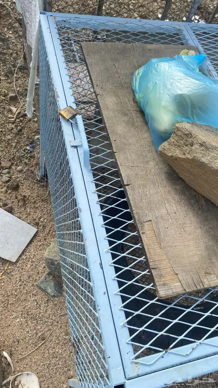 بطارية ارانب وحمام 2