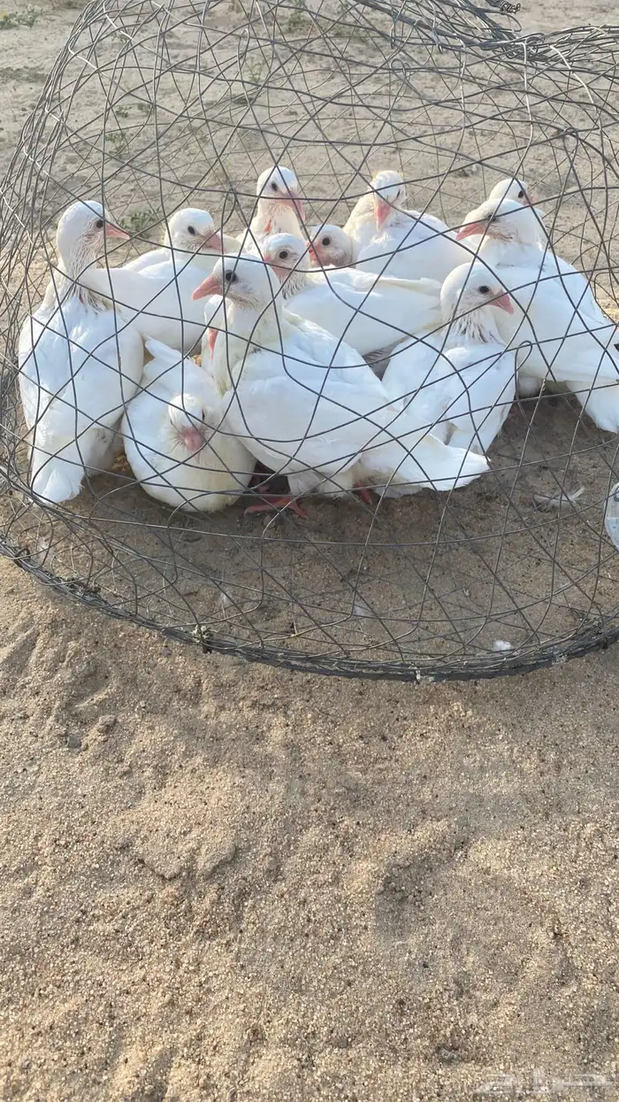 الحمام الفرنسي اللاحم 3