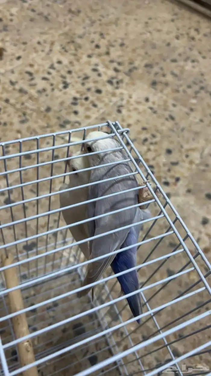 زوج روز منتج الحقو الزين 1