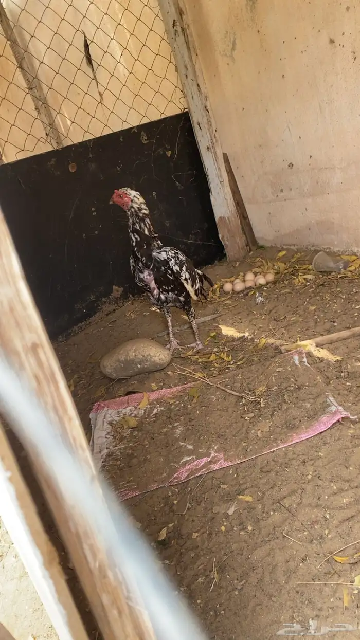 فرخه سنديه بيور 0