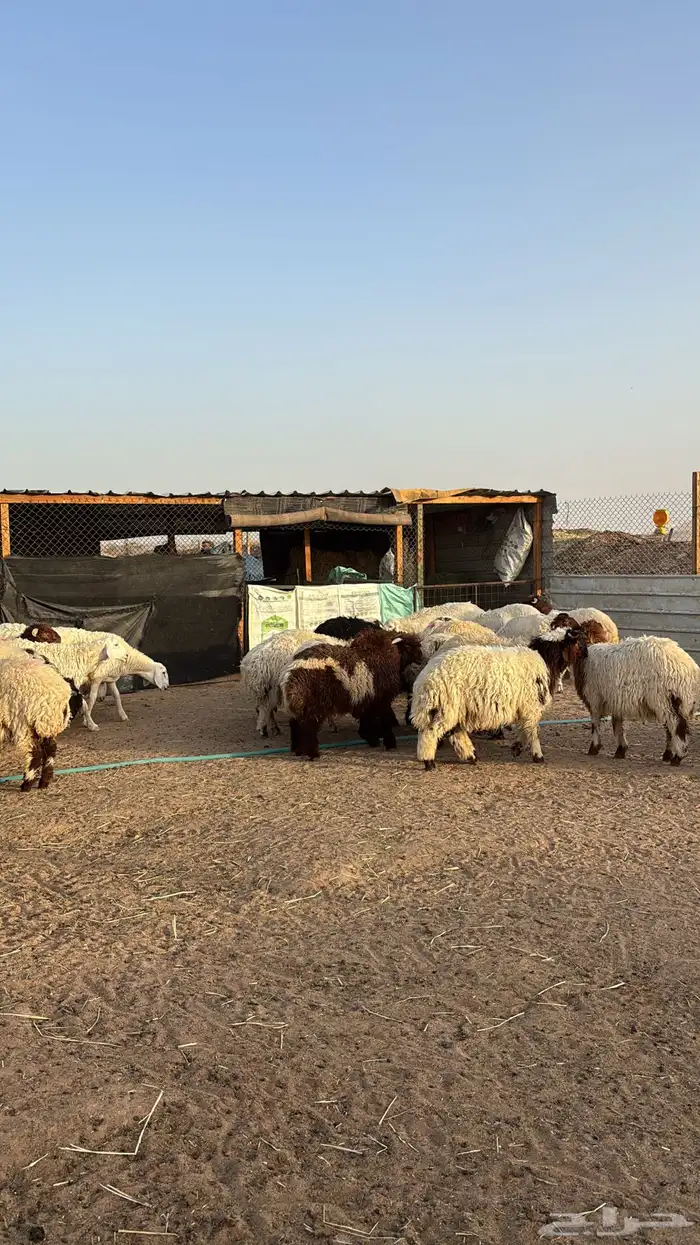 ذبائح نعيمي جبر وهرفي ووسط ذبح وتوصيل 4