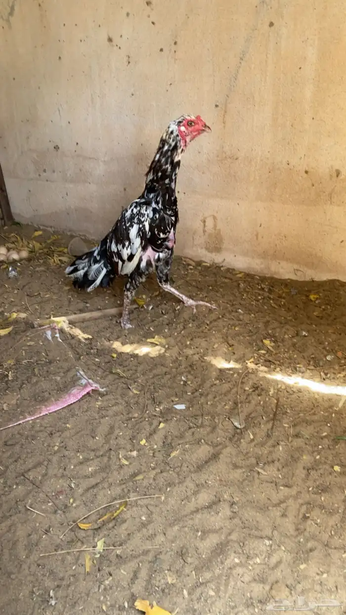 فرخه سنديه بيور 1