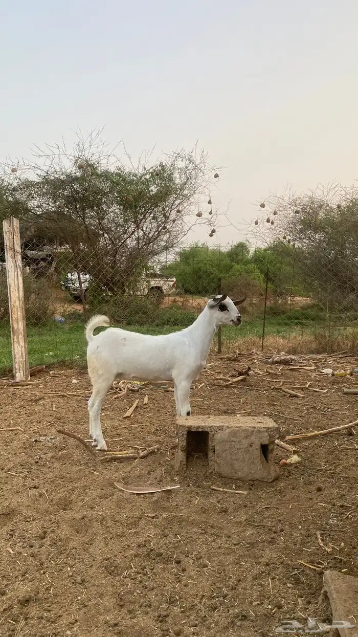 جفره كحلا 4