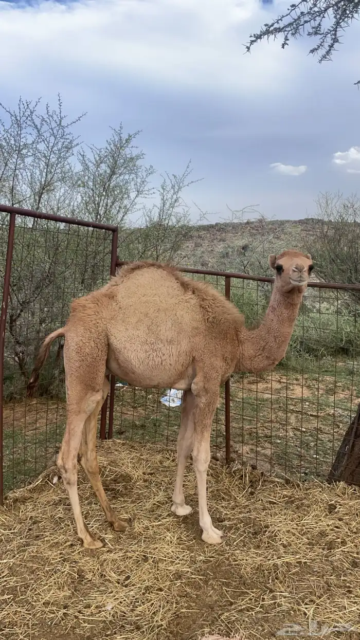 قعدان على الحليب ( تم البيع) 0