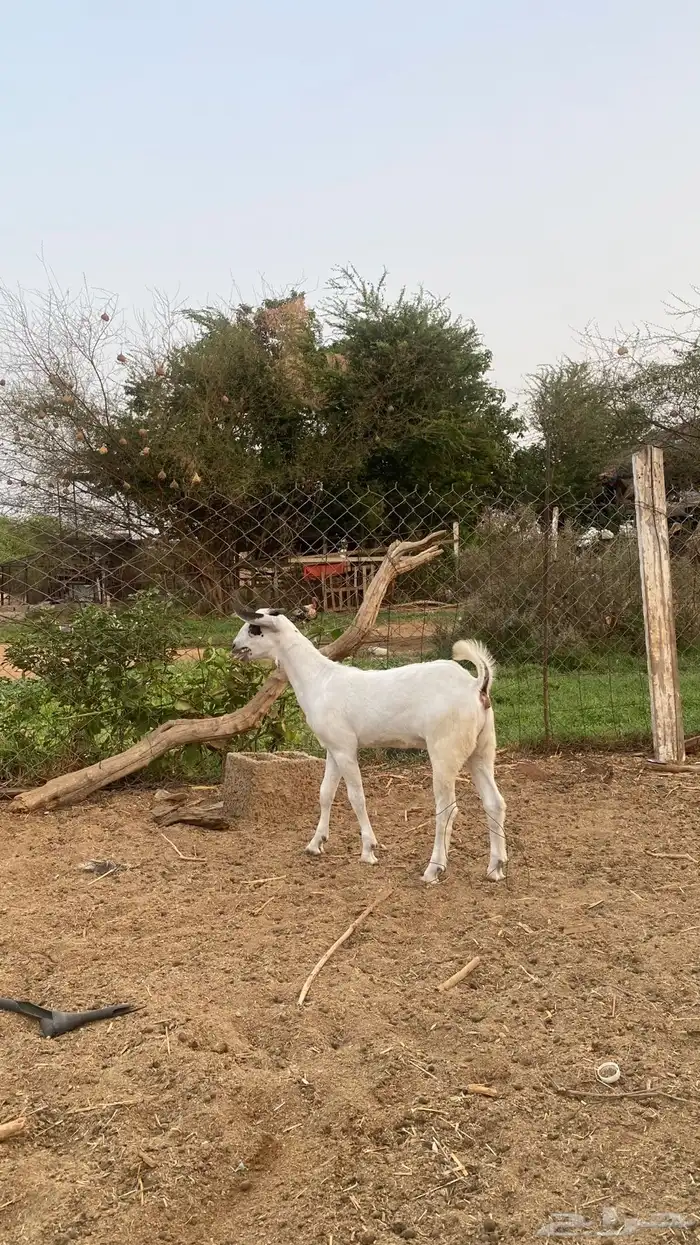 جفره كحلا 0
