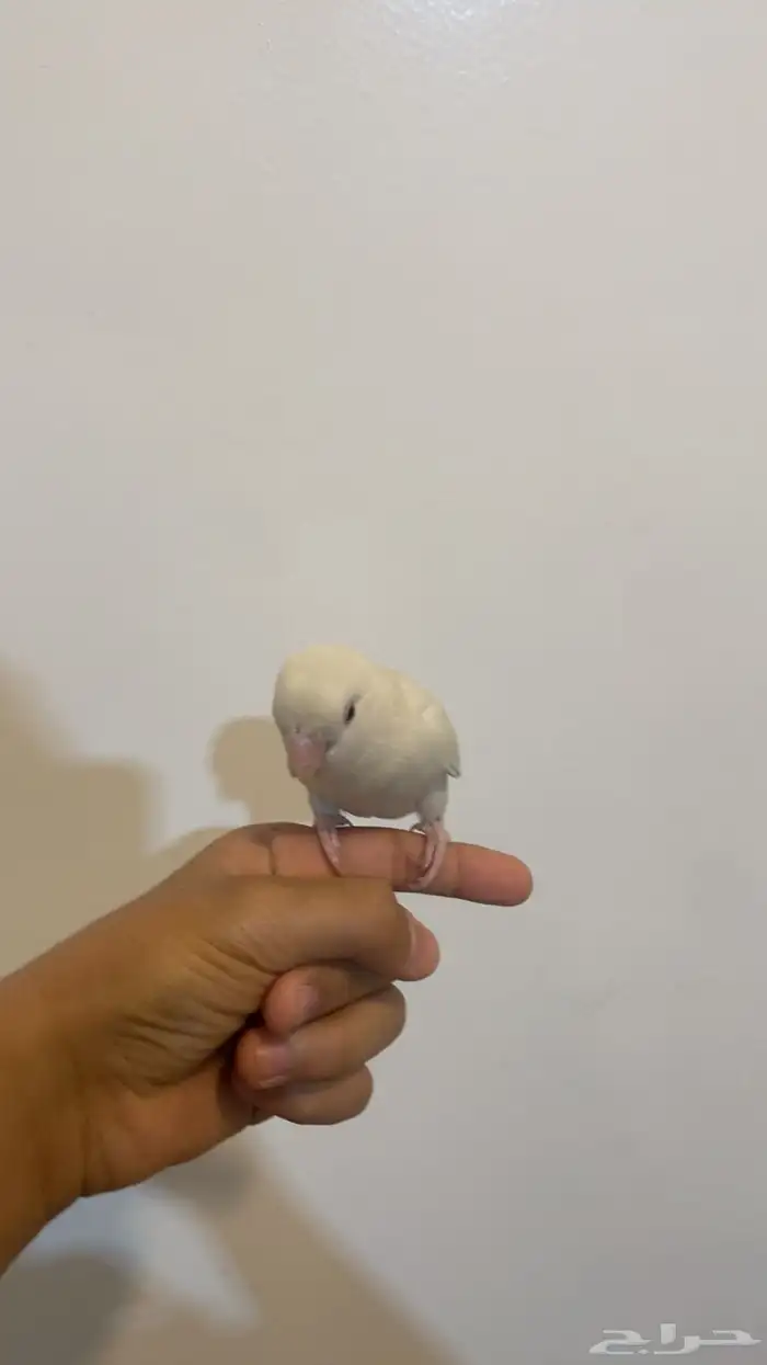 النوع روز البينو عيون حمر غير هدد اليف 0