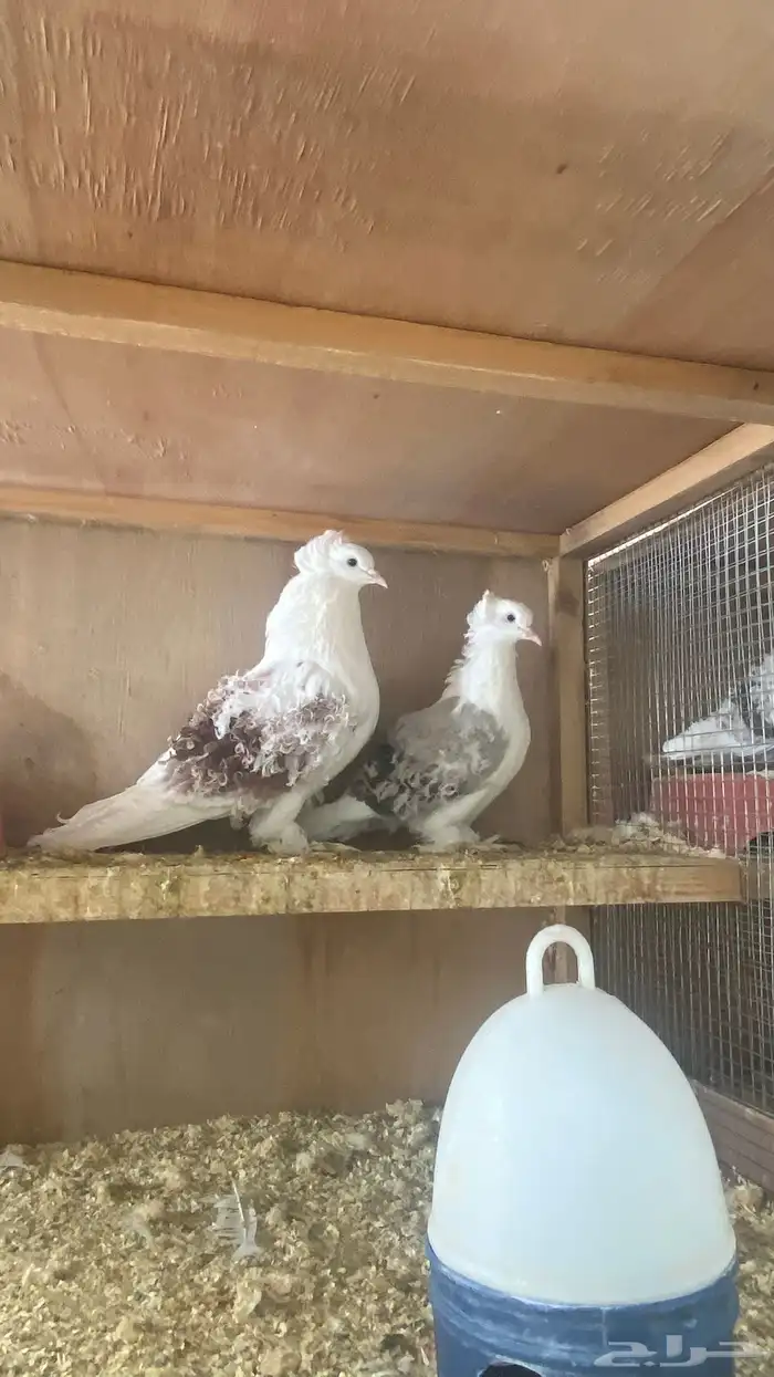 حمام فرنسي و بلدي و مفتل و مسوبع و بو مريان 9