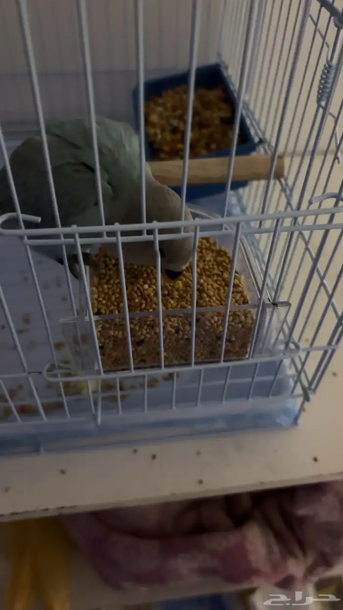 روز أليف(  تم البيع  ) 1