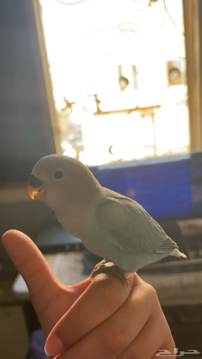 روز أليف(  تم البيع  ) 4