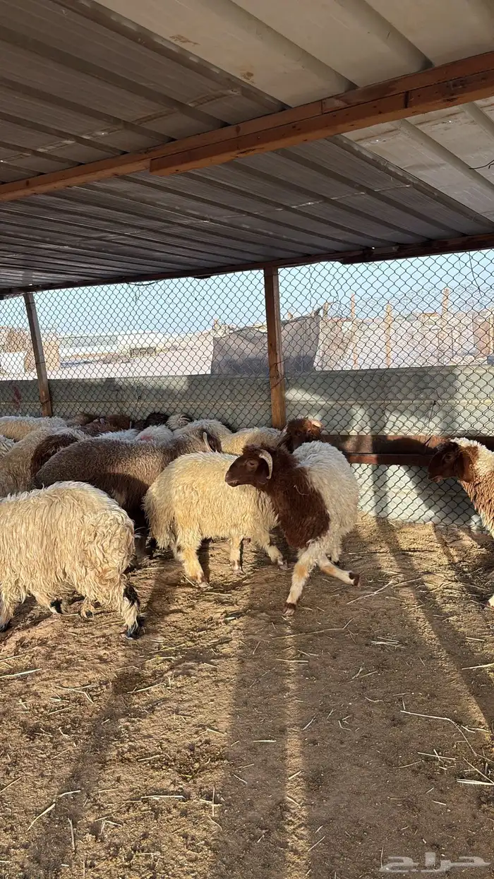 ذبائح نعيمي جبر وهرفي ووسط ذبح وتوصيل 3