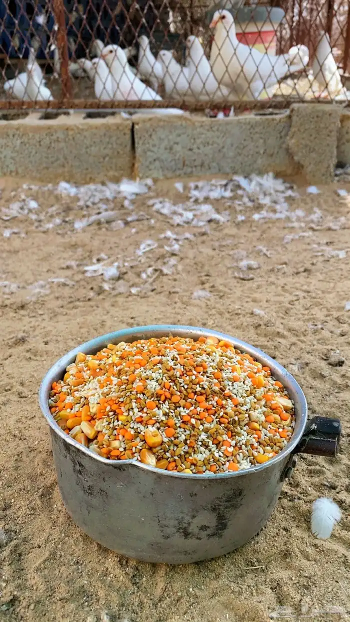 الحمام الفرنسي اللاحم 4