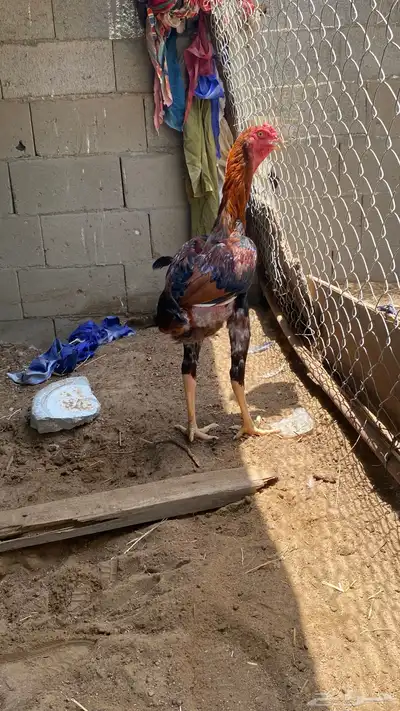 تم البيع 1