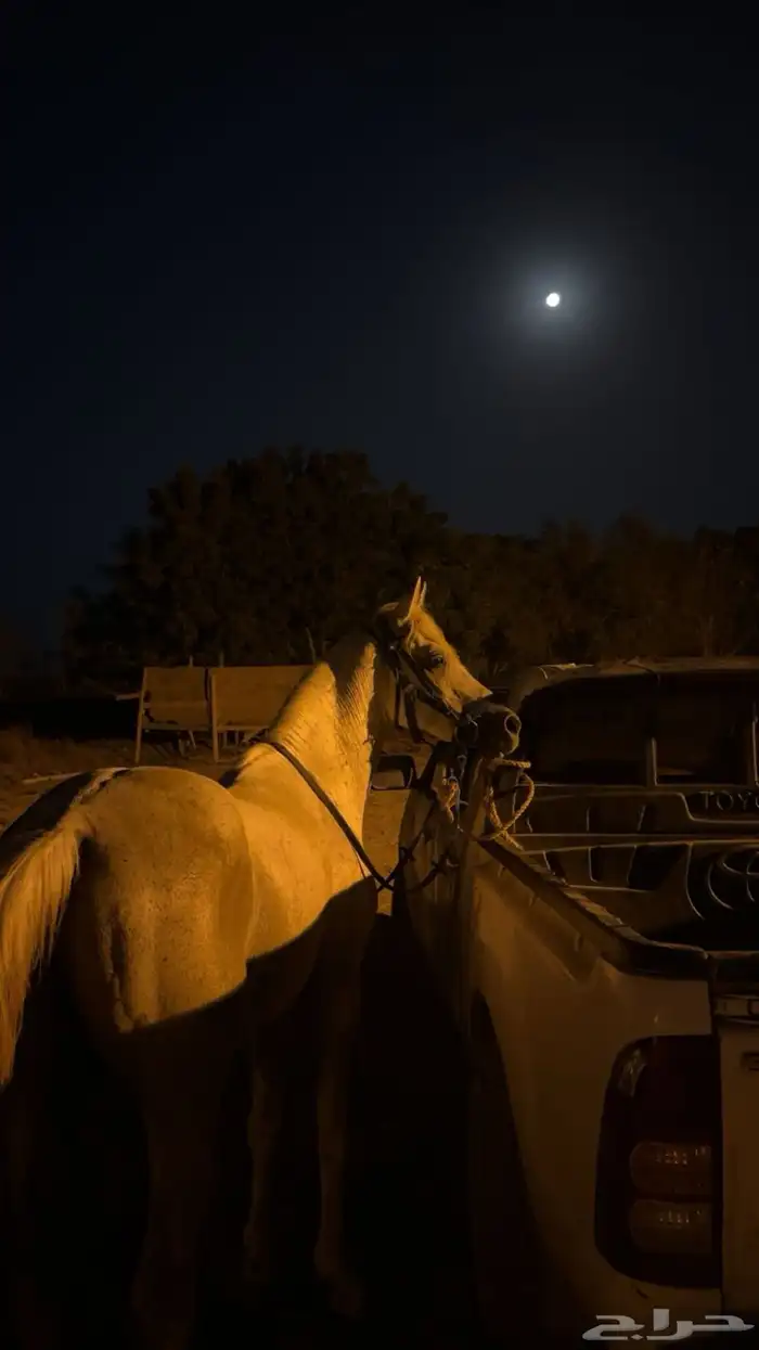 خيل عربي 2
