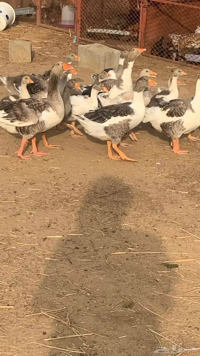 وز بلدي أليف 16