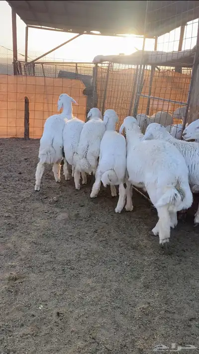 طليان حريه تم البيع 2
