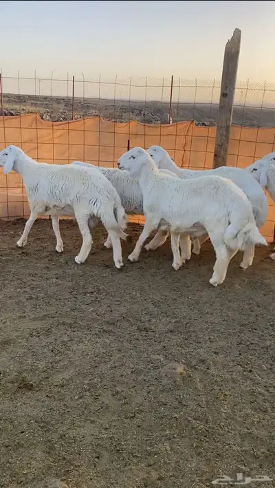 طليان حريه تم البيع 1
