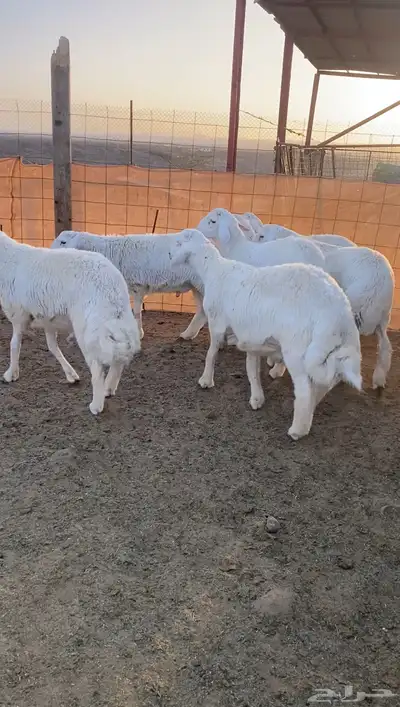 طليان حريه تم البيع 4