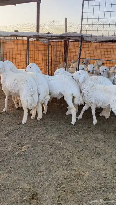 طليان حريه تم البيع 3