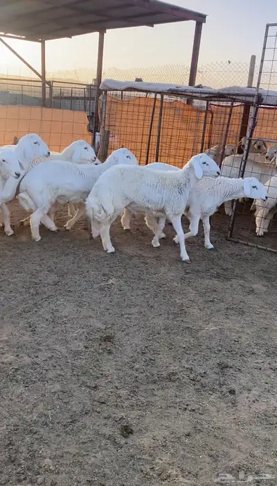 طليان حريه تم البيع 0