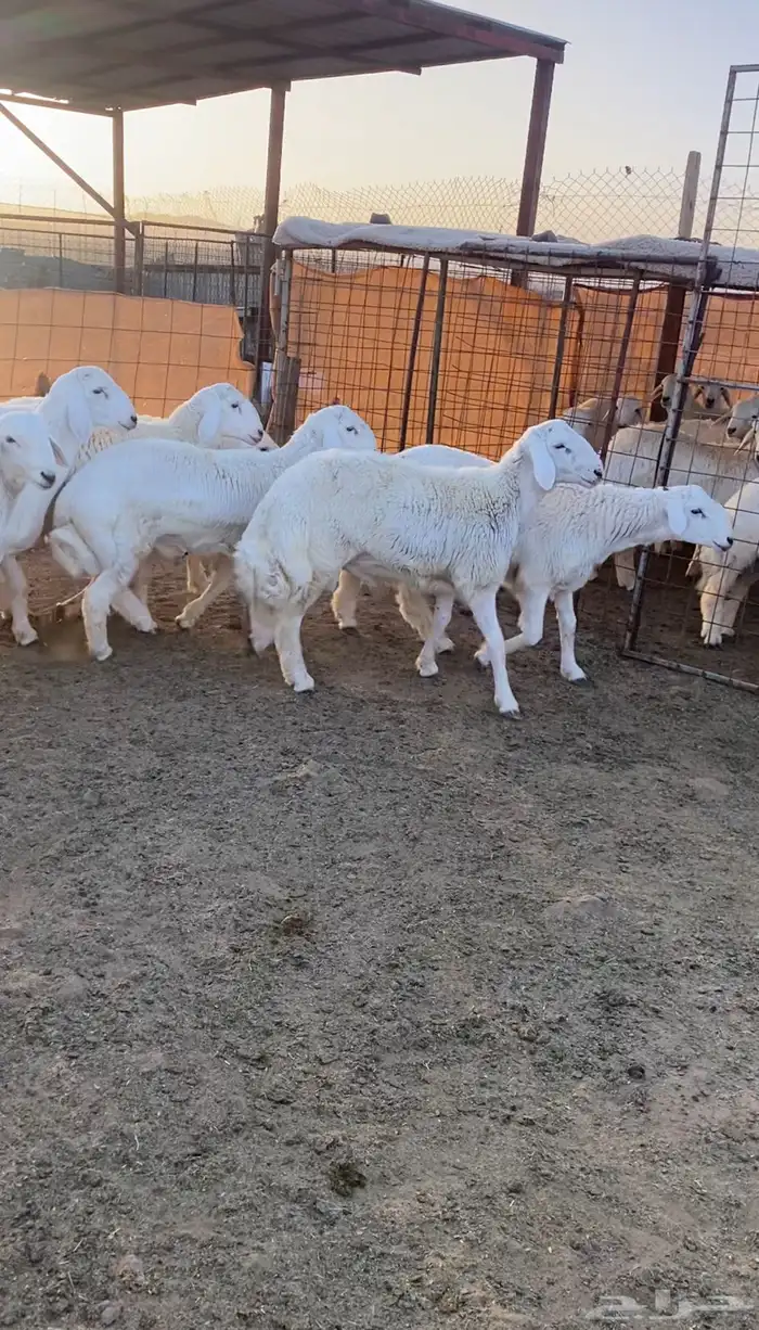 طليان حريه تم البيع 0