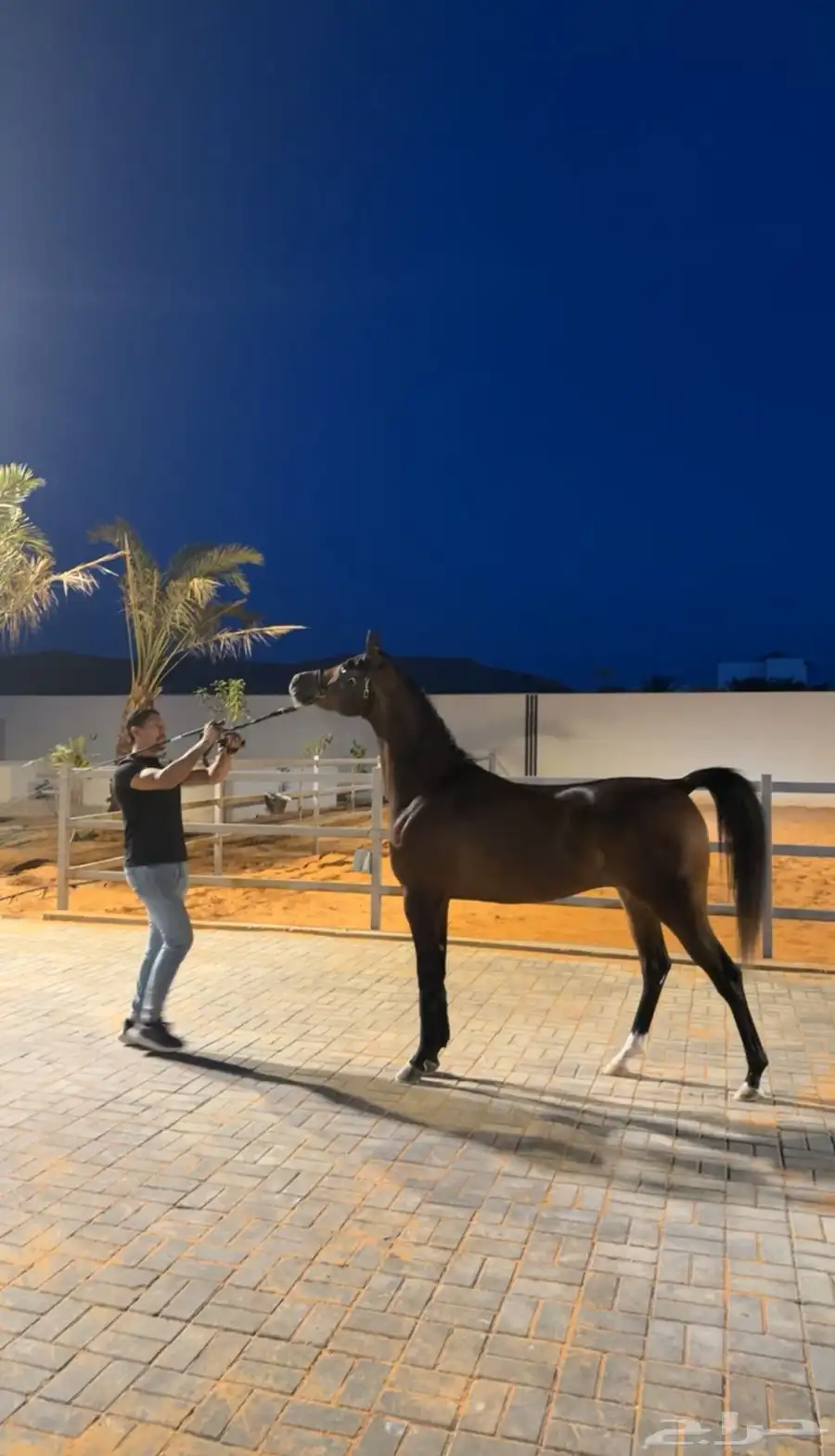 متوفر ايواء خيل في ديراب قريب جدا من الرياض 0