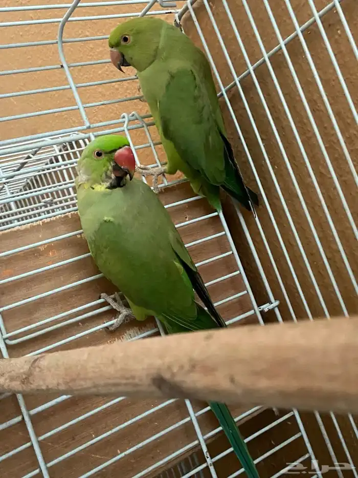 جوز طيور ببغاء درة 1