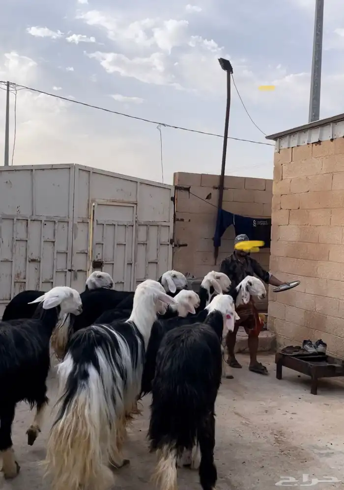 نجد صنف مع الفحل مشروط نسف 3