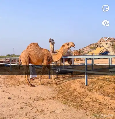 قعدان مشاريع فحول 2