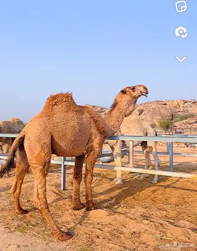 قعدان مشاريع فحول 5
