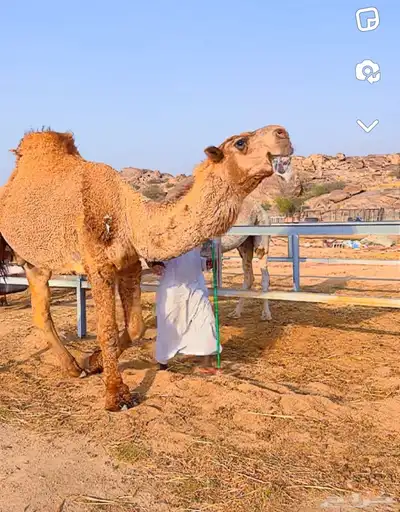 قعدان مشاريع فحول 4