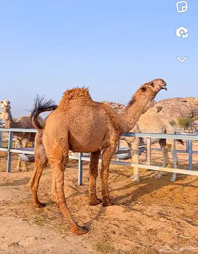 قعدان مشاريع فحول 8