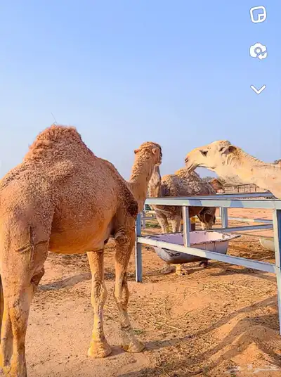 قعدان مشاريع فحول 0