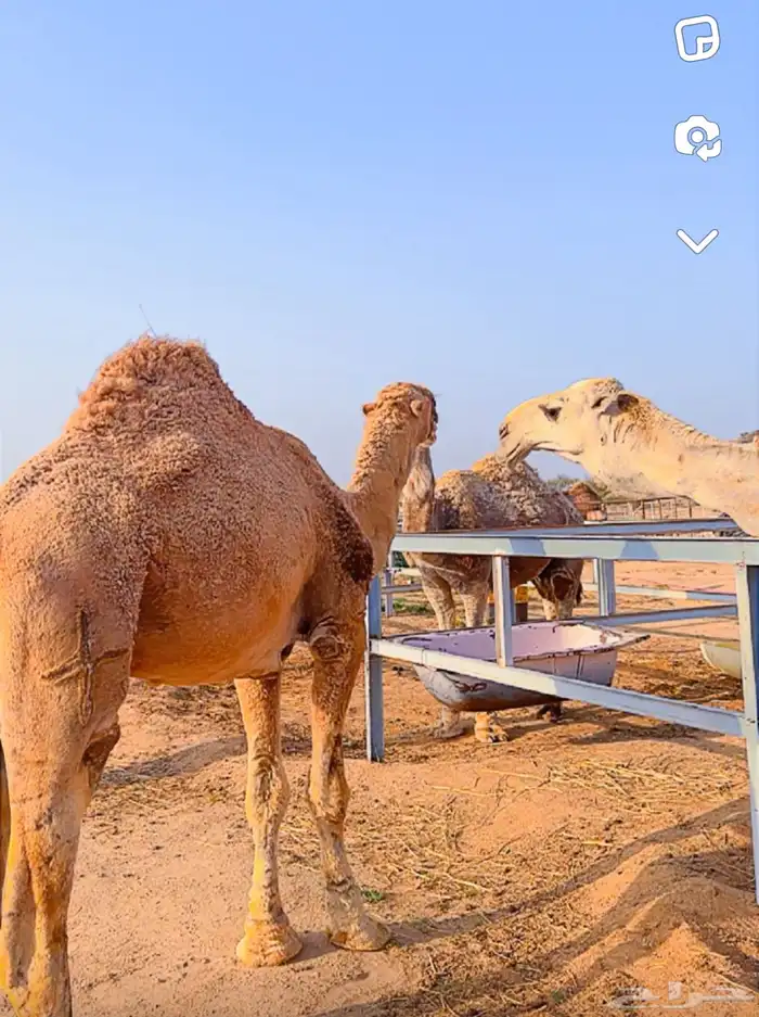 قعدان مشاريع فحول 0