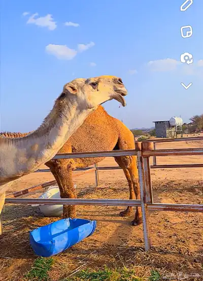قعدان مشاريع فحول 9