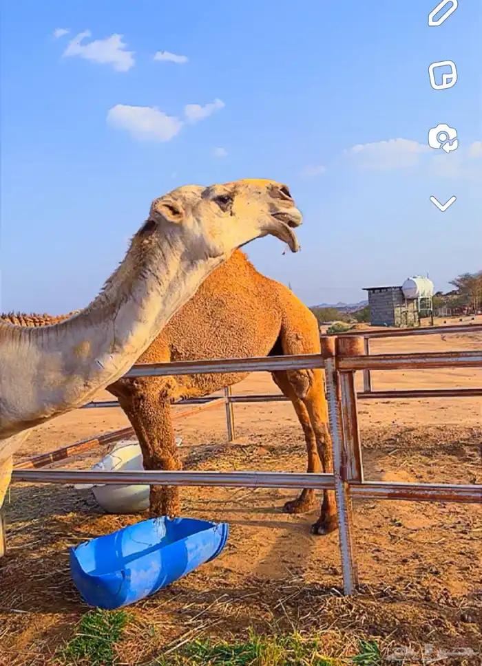 قعدان مشاريع فحول 9