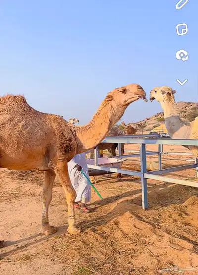 قعدان مشاريع فحول 3