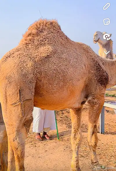 قعدان مشاريع فحول 1