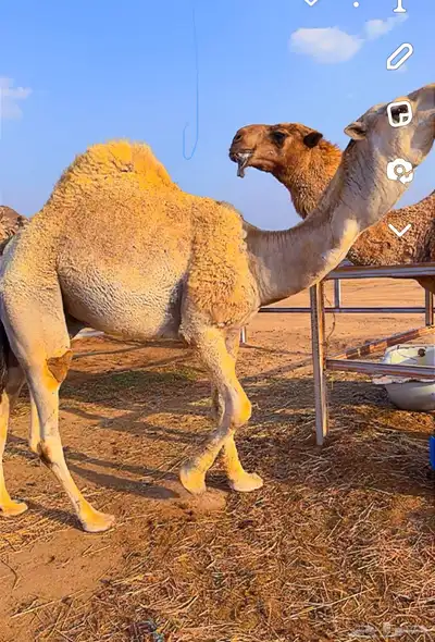 قعدان مشاريع فحول 7