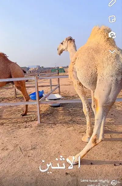 قعدان مشاريع فحول 10