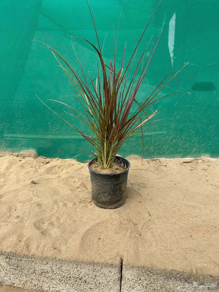 حلفا بنسيتم عشبة النافورة Pennisetum Setaceum 7