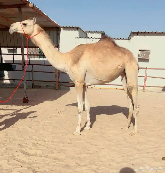 لقيه سبوق وعواصه ركض ومزاين 0